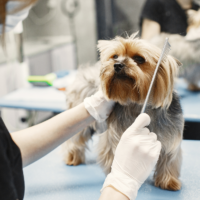 Imagen miniatura para la imagen principal del anuncio