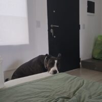 Paseadora de mascotas