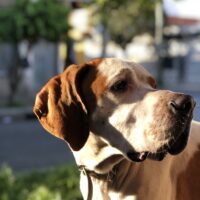 BUSCO PELUQUERÍA / ASEO CANINO CON RETIRO Y ENTREGA