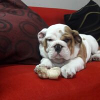 Te invito a conocer a Momo