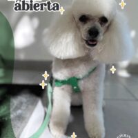 PELUQUERIA CANINA EN MORON, ZONA OESTE