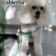 PELUQUERIA CANINA EN MORON, ZONA OESTE