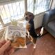 Guarderia canina en CABA