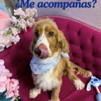 CANIS CHOICE Spa Peluquería Canina y Felina