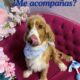 CANIS CHOICE Spa Peluquería Canina y Felina